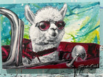 Alpaca on the run- To benefit feeding and care of our 100+ animal rescues